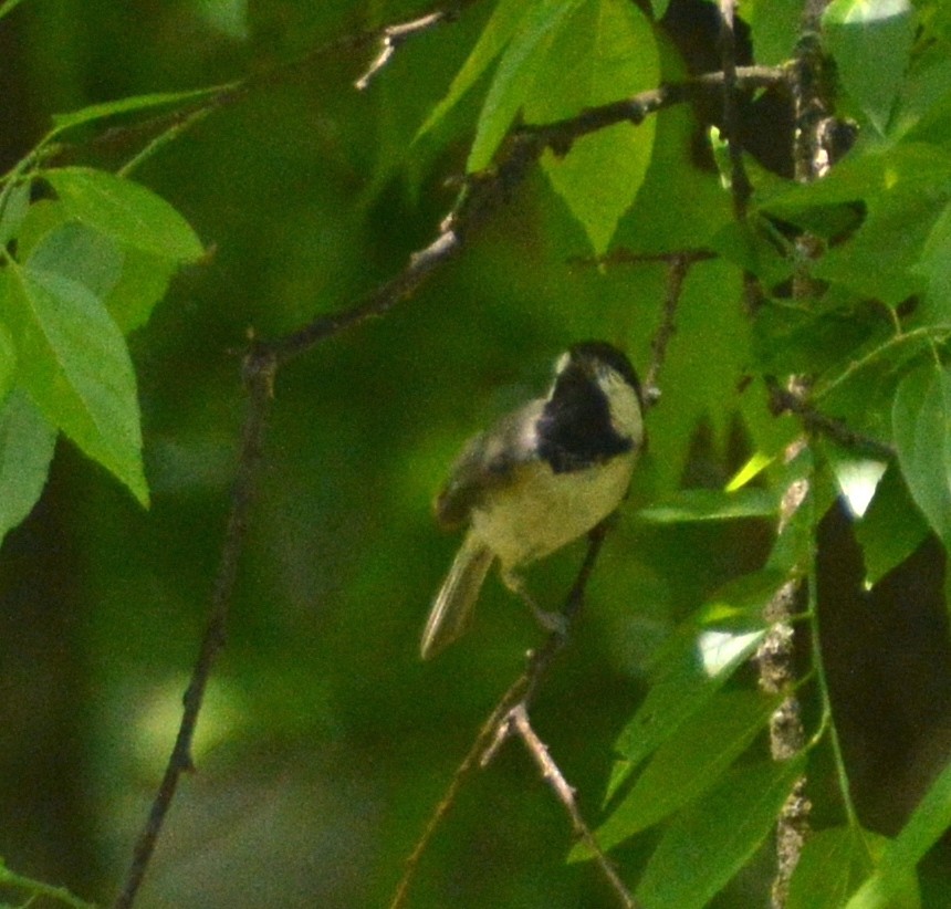 Carolina Chickadee - ML568887711