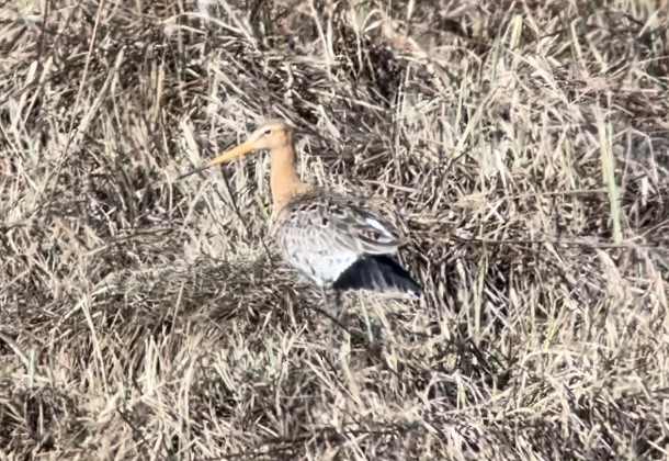 Black-tailed Godwit - ML568890661