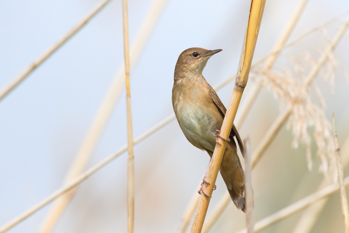 Savi's Warbler - ML568890961