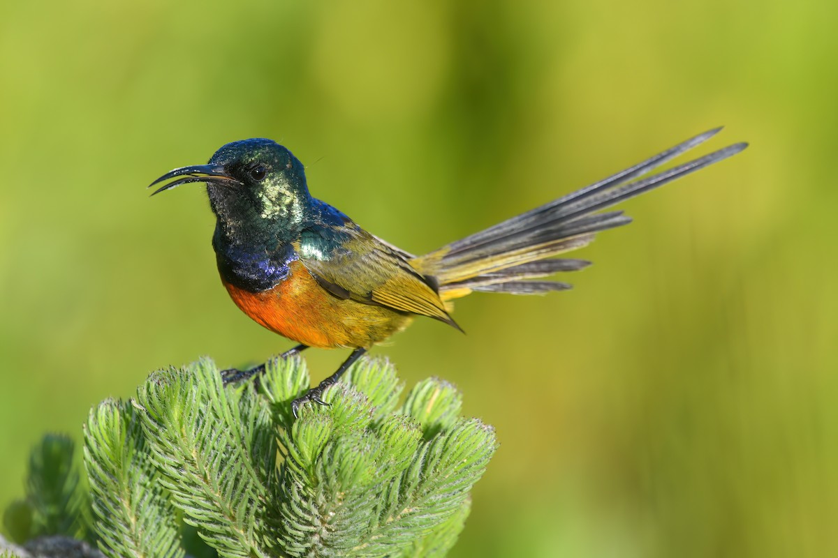 Orange-breasted Sunbird - Regard Van Dyk