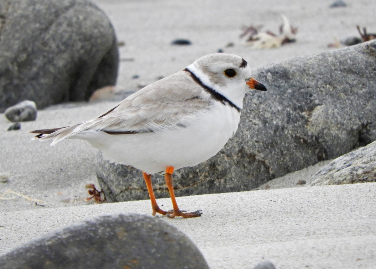Piping Plover - ML568893941