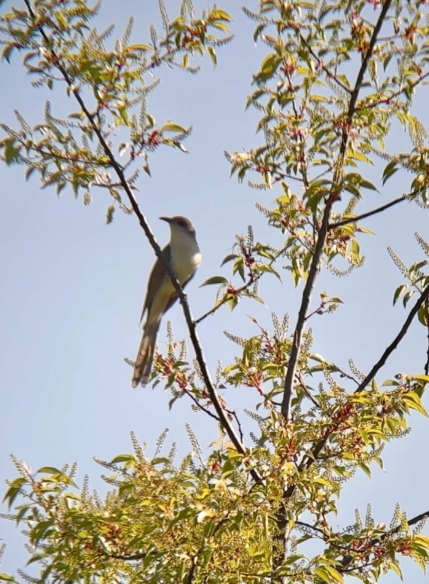 Black-billed Cuckoo - ML568895161