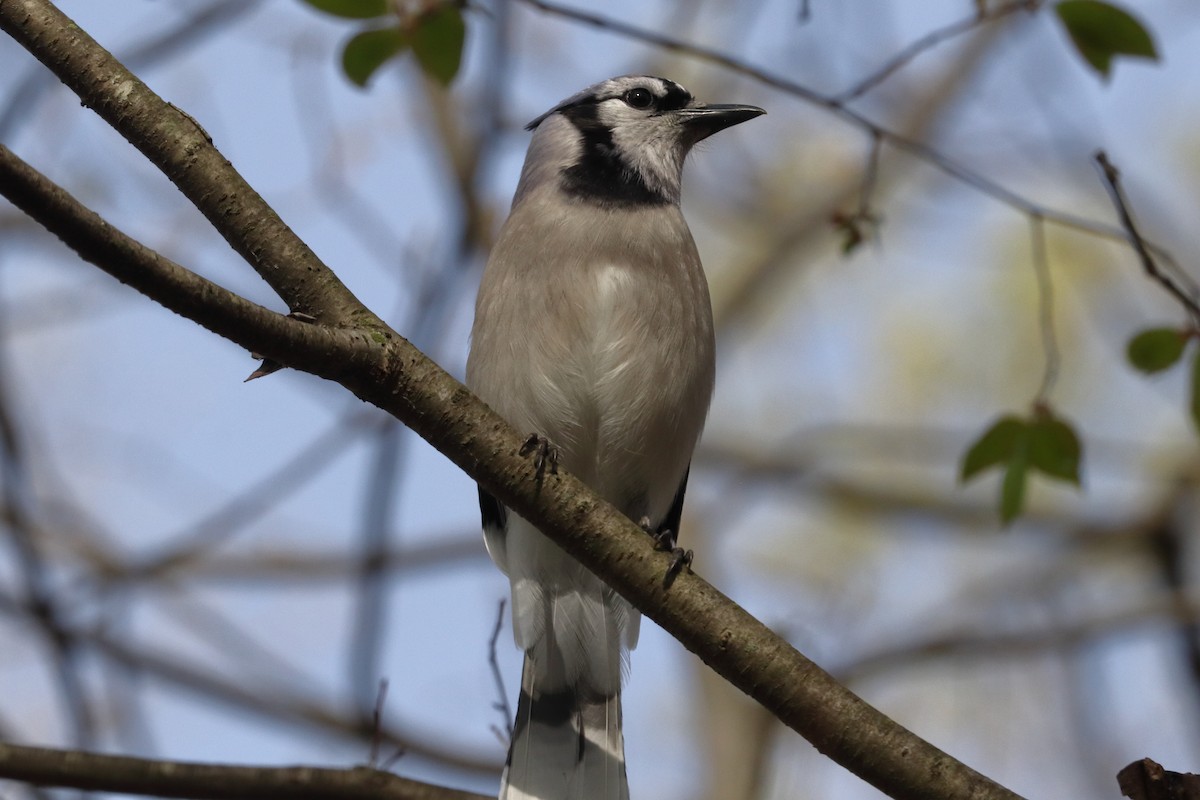 blåskrike - ML568895411