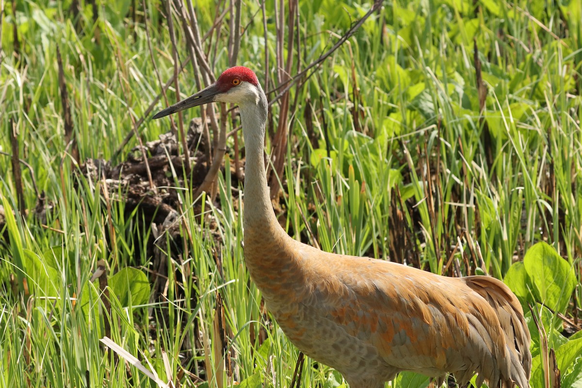 Орог тогоруу - ML568896381