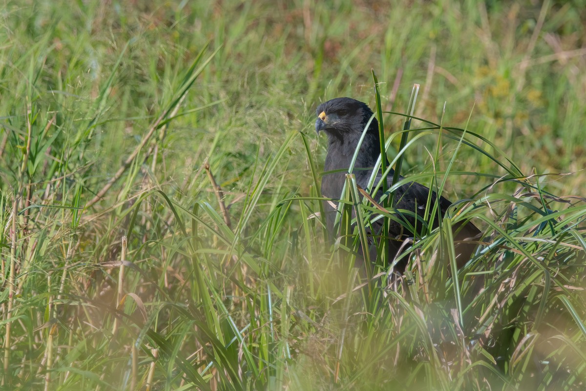 Great Black Hawk - ML568897741