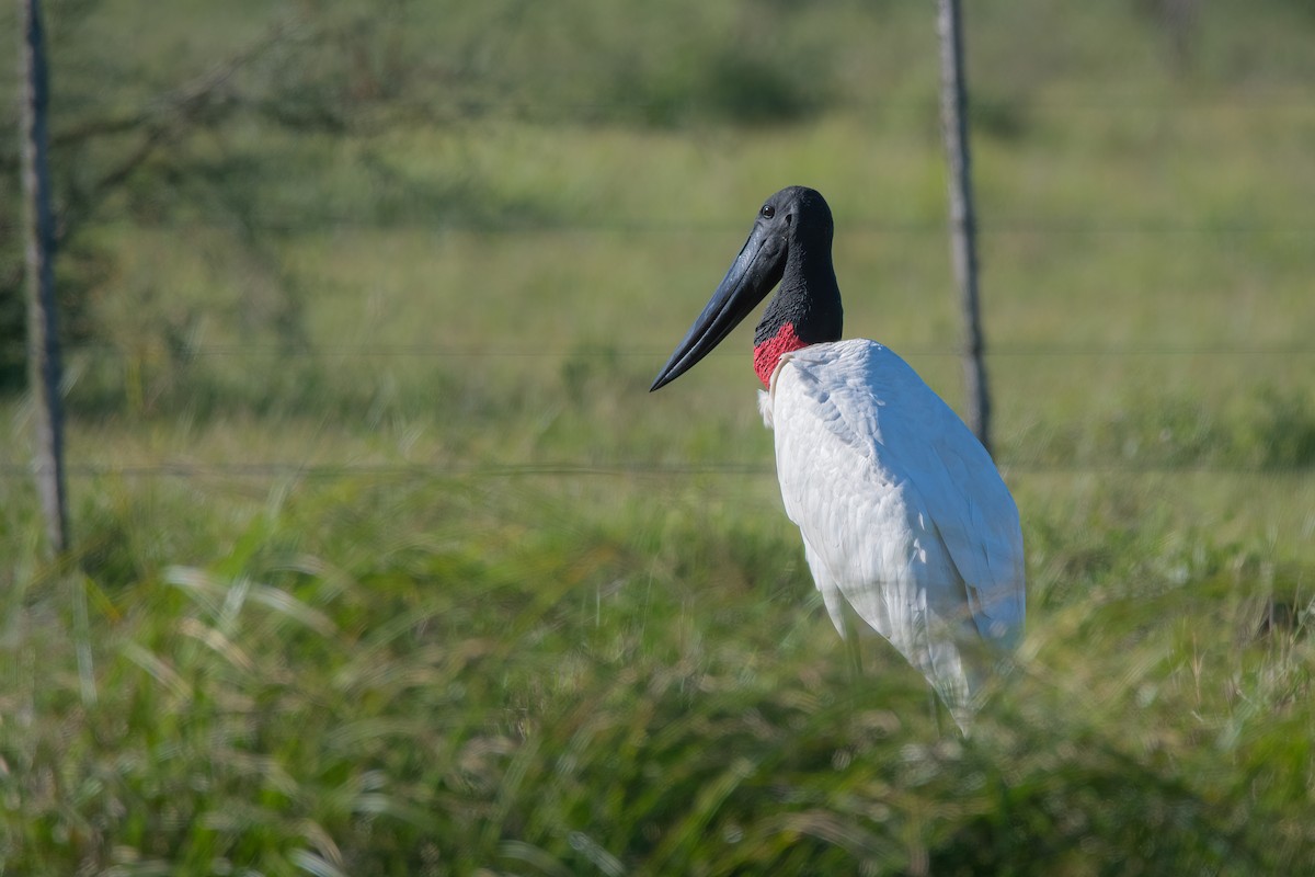 čáp jabiru - ML568897891