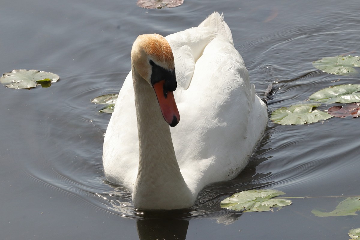 Хуруут хун - ML568897961