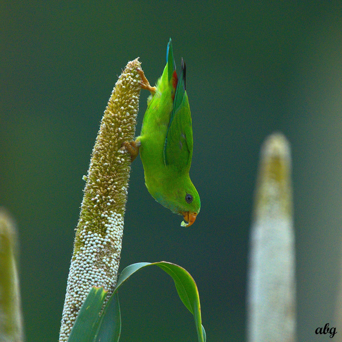 Vernal Hanging-Parrot - ML568898041