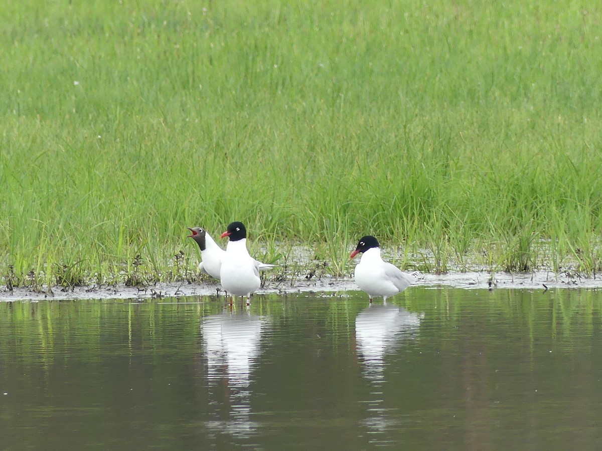 Mouette mélanocéphale - ML568898691