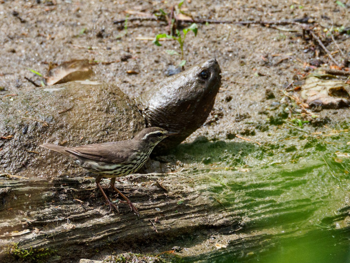 Northern Waterthrush - ML568898861