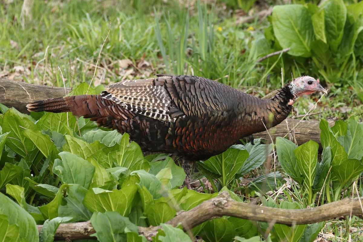 Wild Turkey - ML568899301