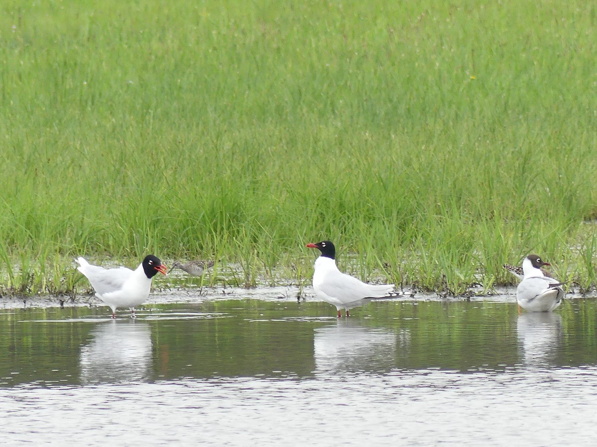 Gaviota Cabecinegra - ML568899361