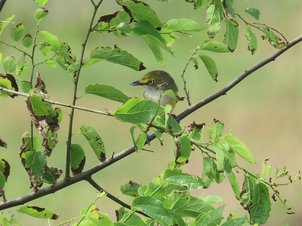 White-eyed Vireo - ML568900281