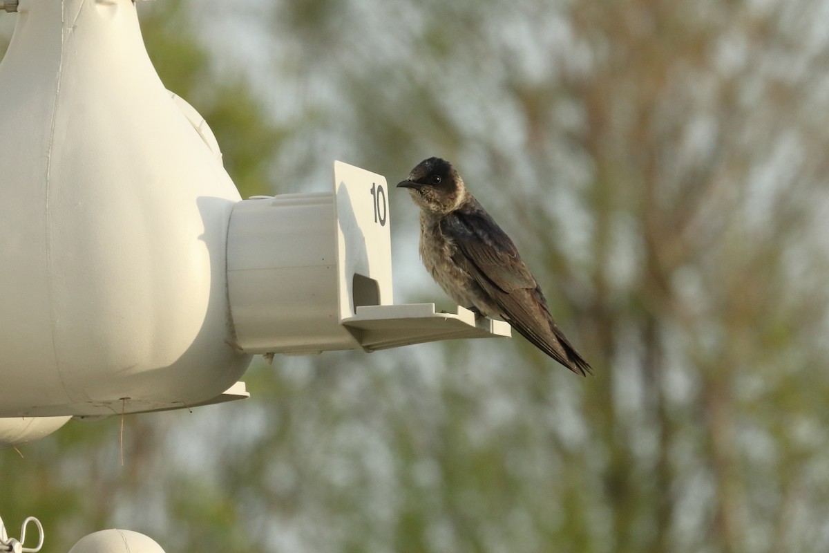 Purple Martin - ML568900561