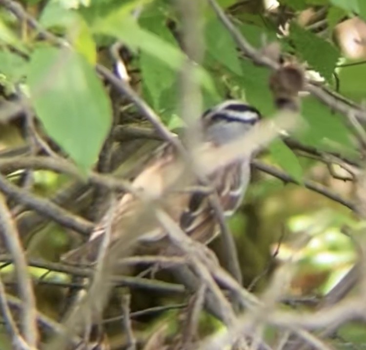 White-crowned Sparrow - ML568900721