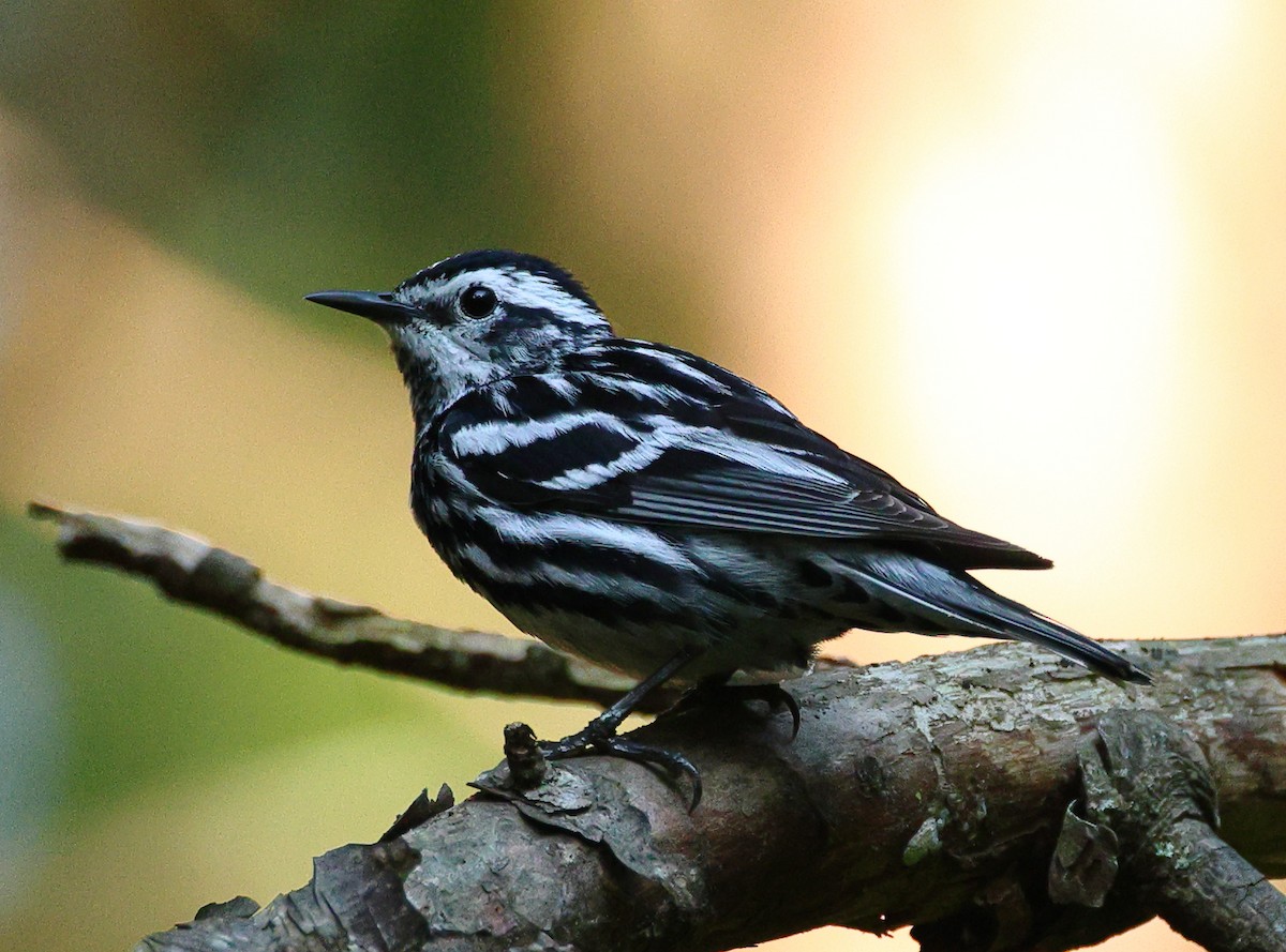 Black-and-white Warbler - ML568901051