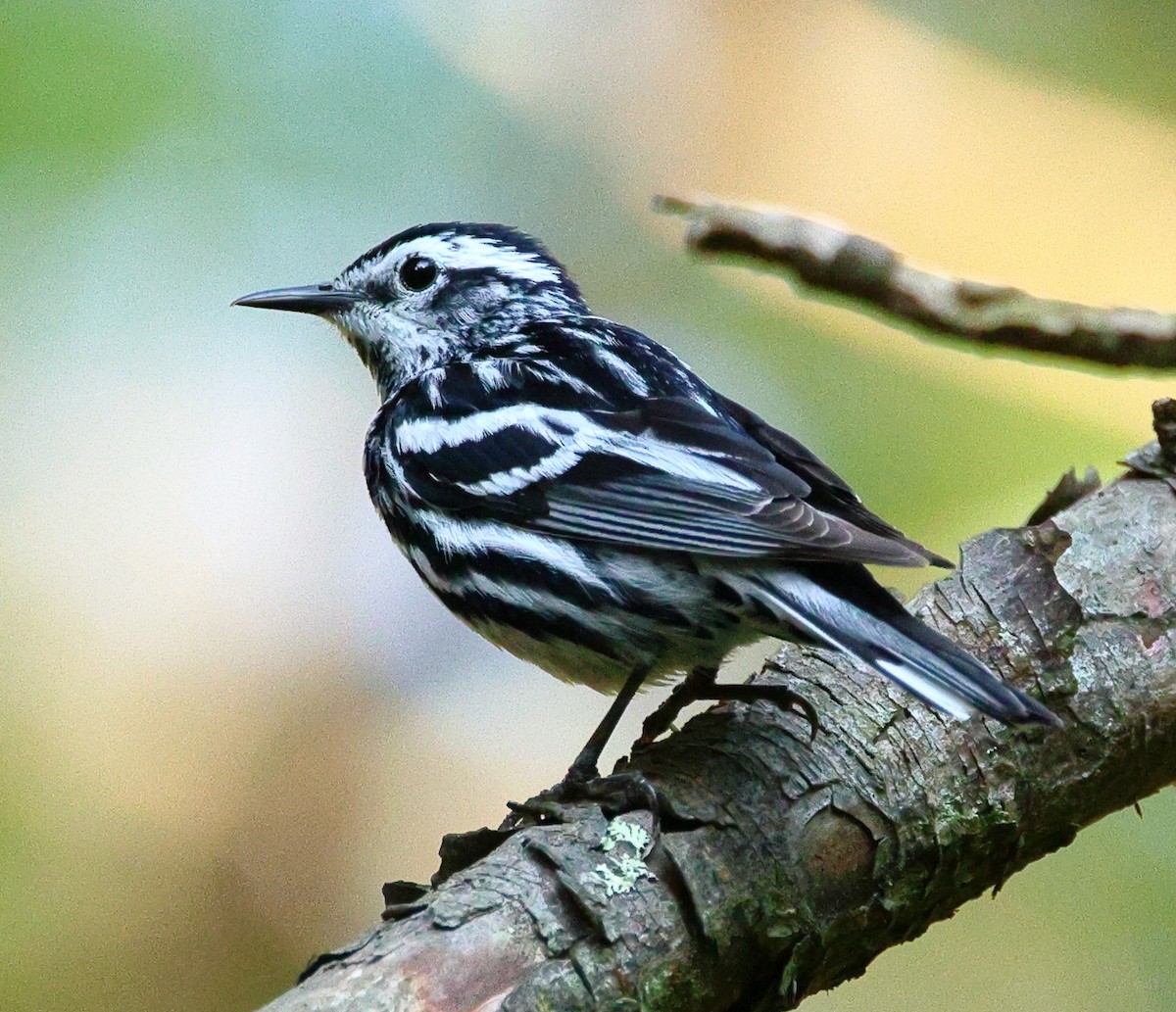 Black-and-white Warbler - ML568901061