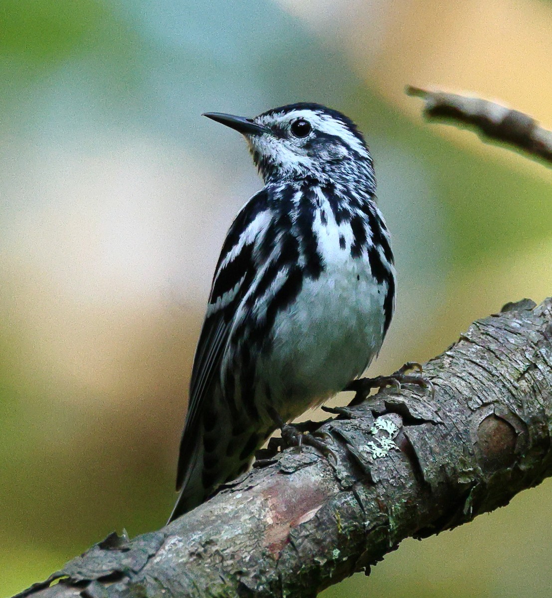 Black-and-white Warbler - ML568901151