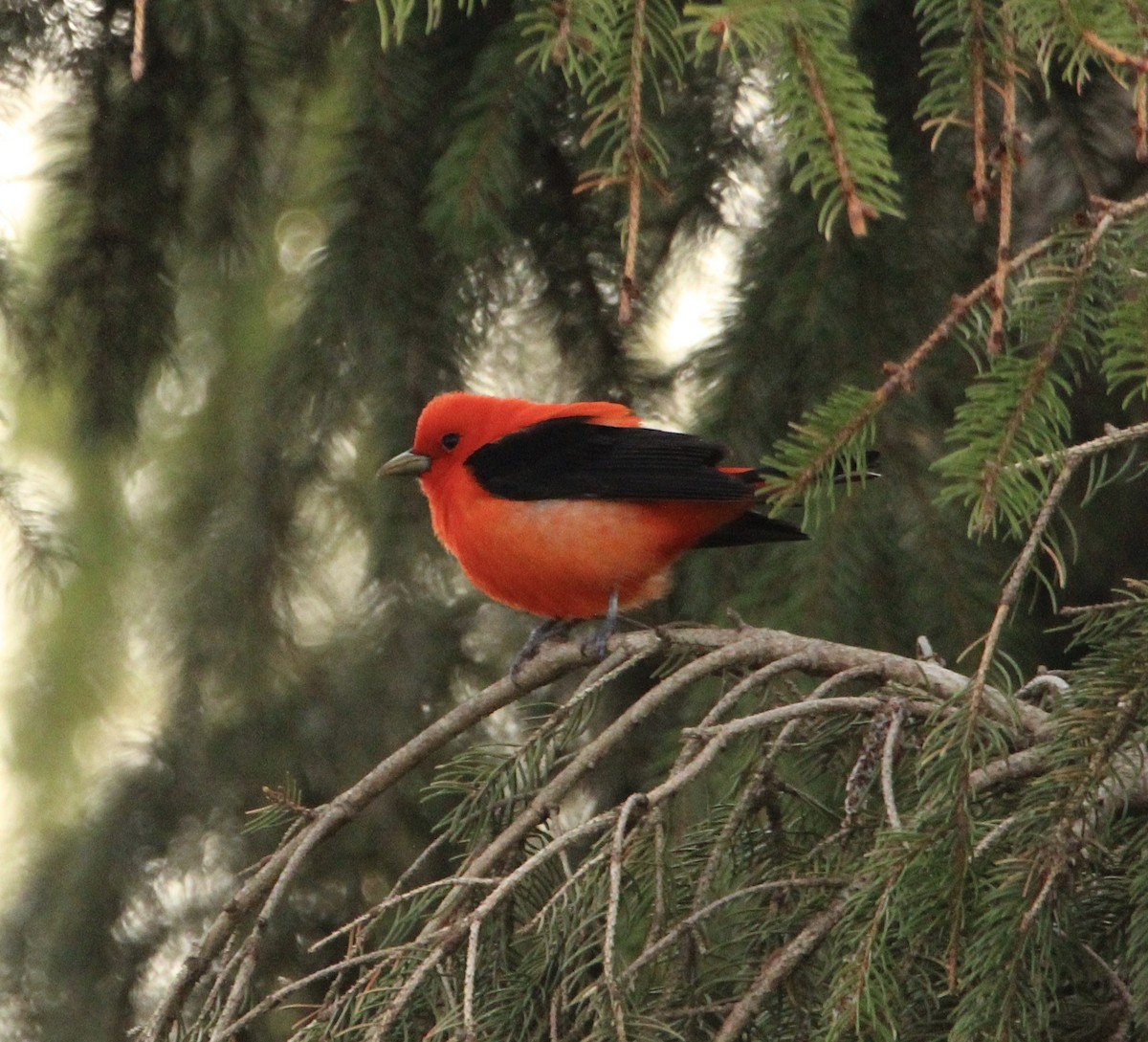 Scarlet Tanager - ML568902371