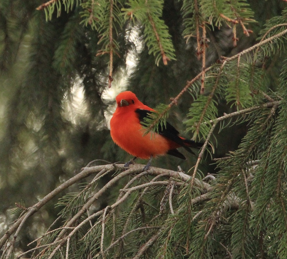 Scarlet Tanager - ML568902381