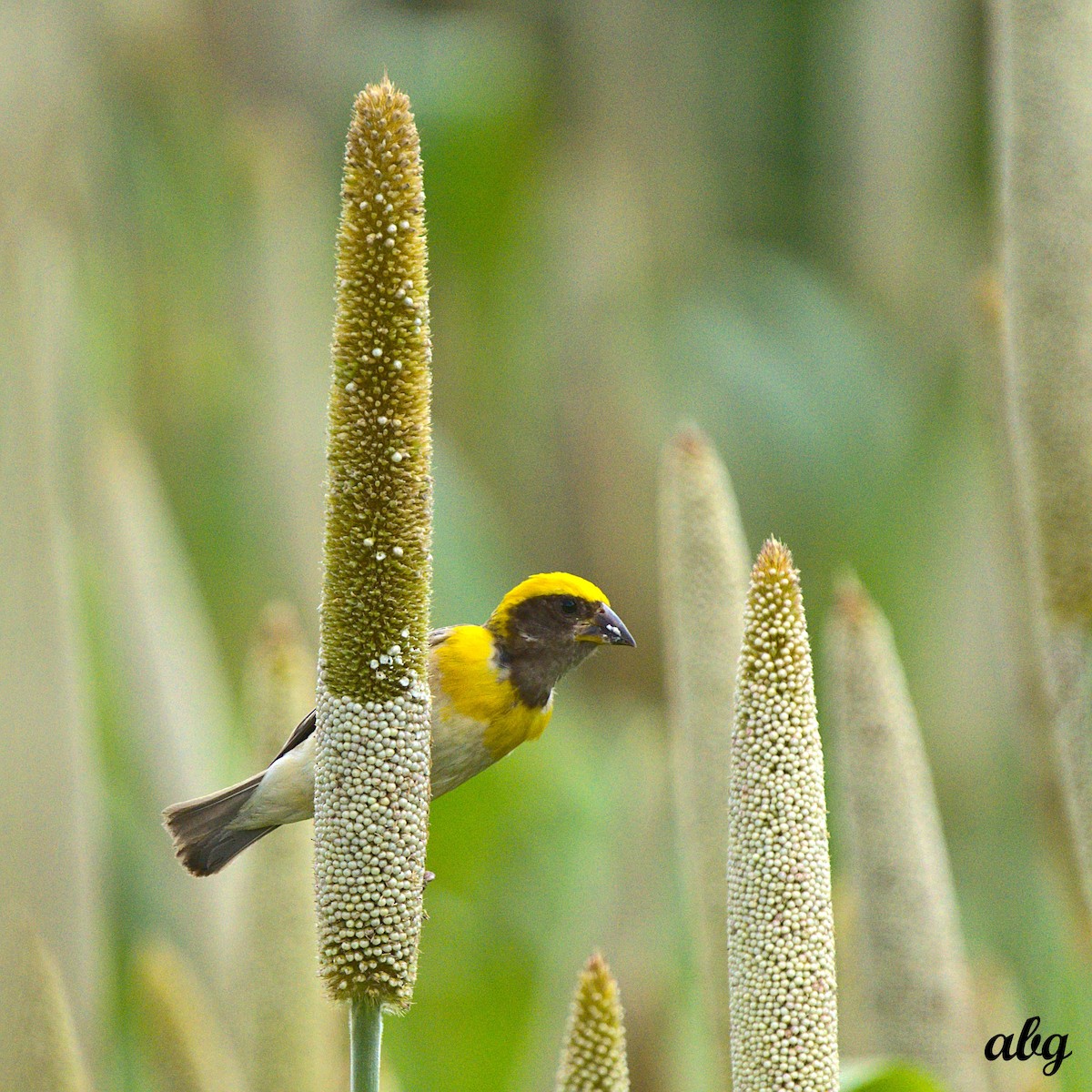 Baya Weaver - ML568903381