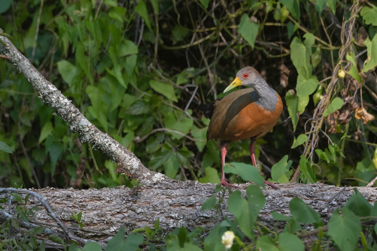 Gray-cowled Wood-Rail - ML568903391