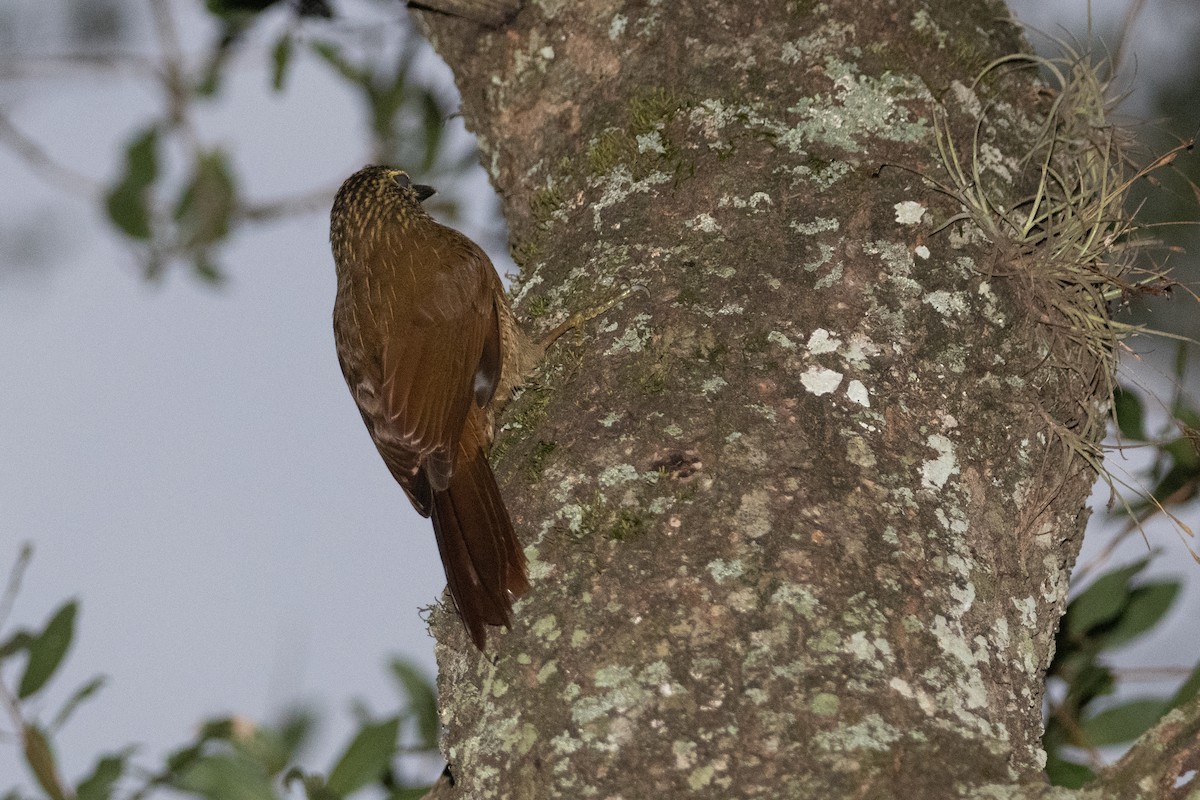 Planalto Woodcreeper - ML568903601