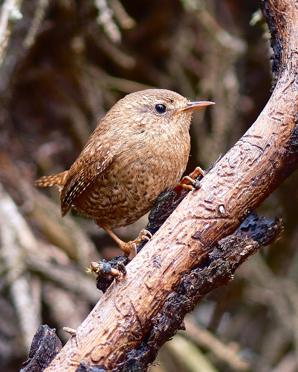 Pacific Wren - ML568903841