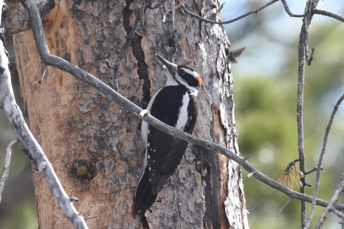 Hairy Woodpecker (Rocky Mts.) - ML568903871