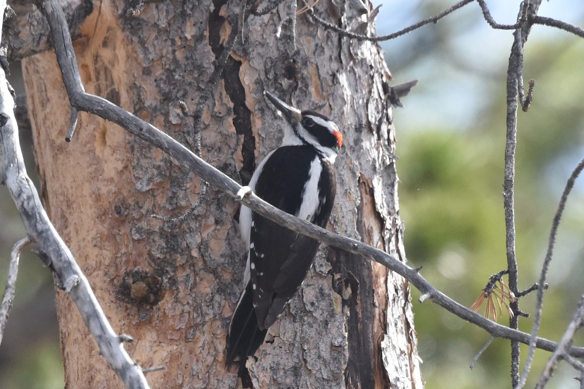 strakapoud americký (ssp. orius/icastus) - ML568903871