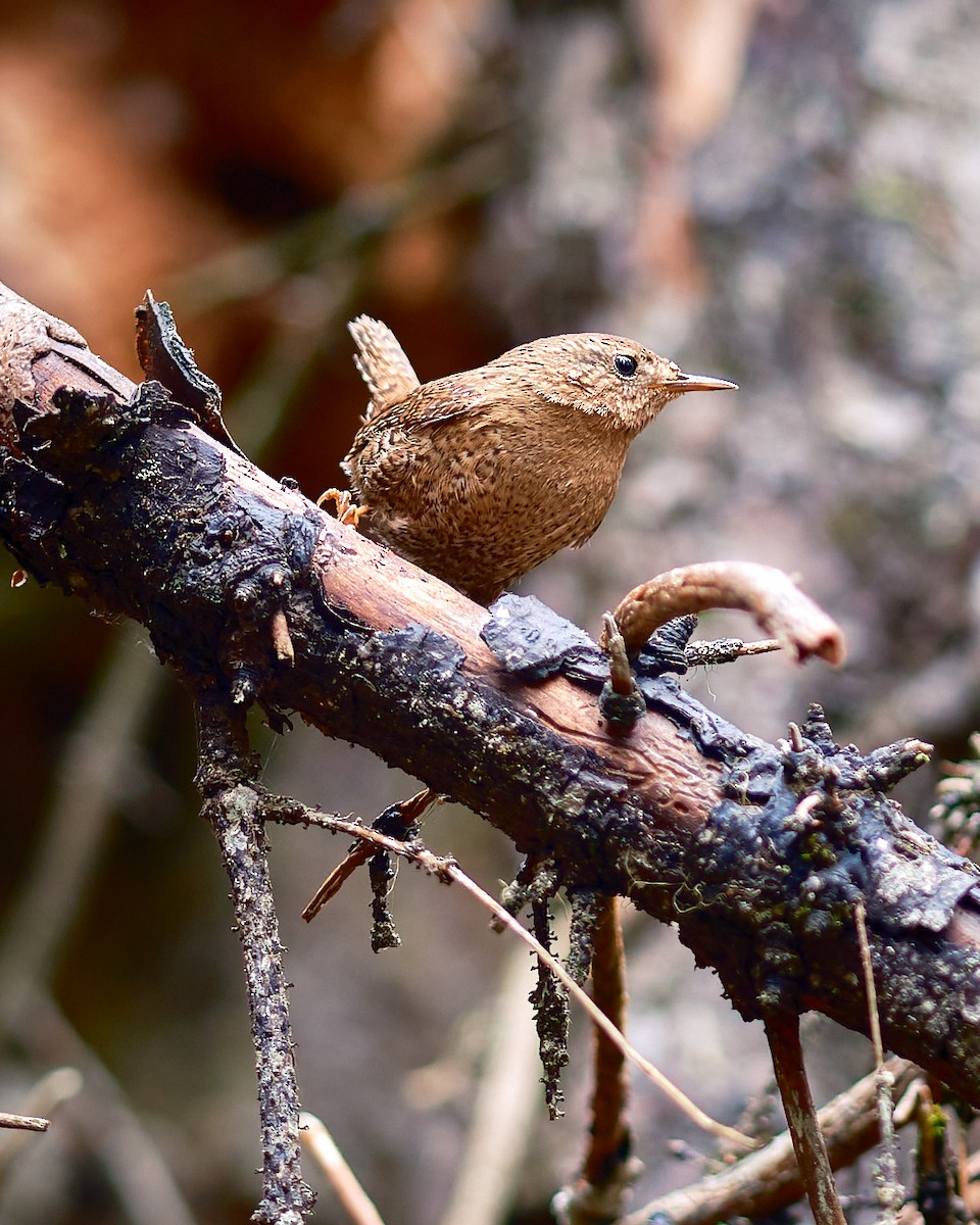 Pacific Wren - ML568903901