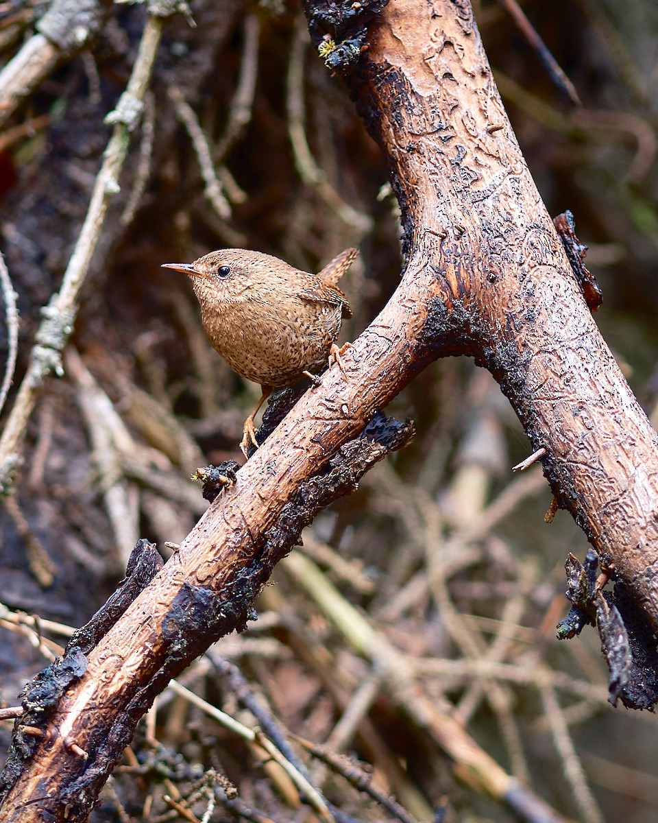 Pacific Wren - ML568903911