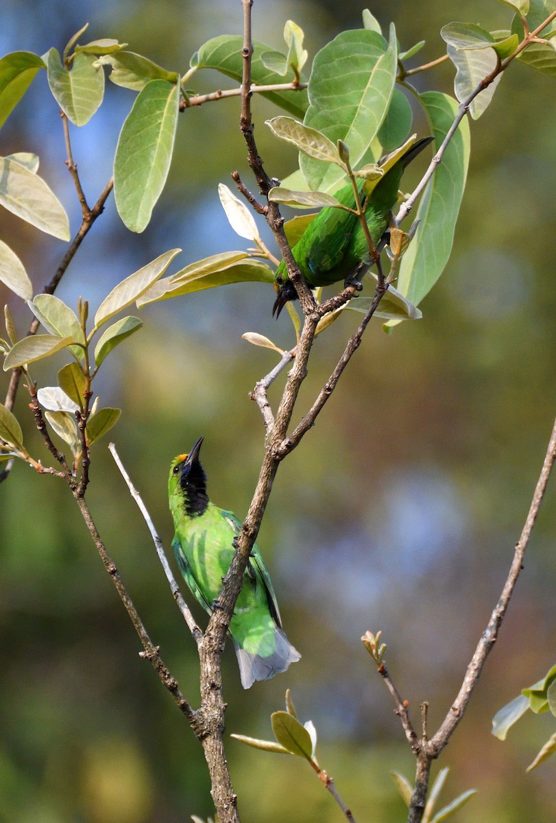 Golden-fronted Leafbird - ML568903951