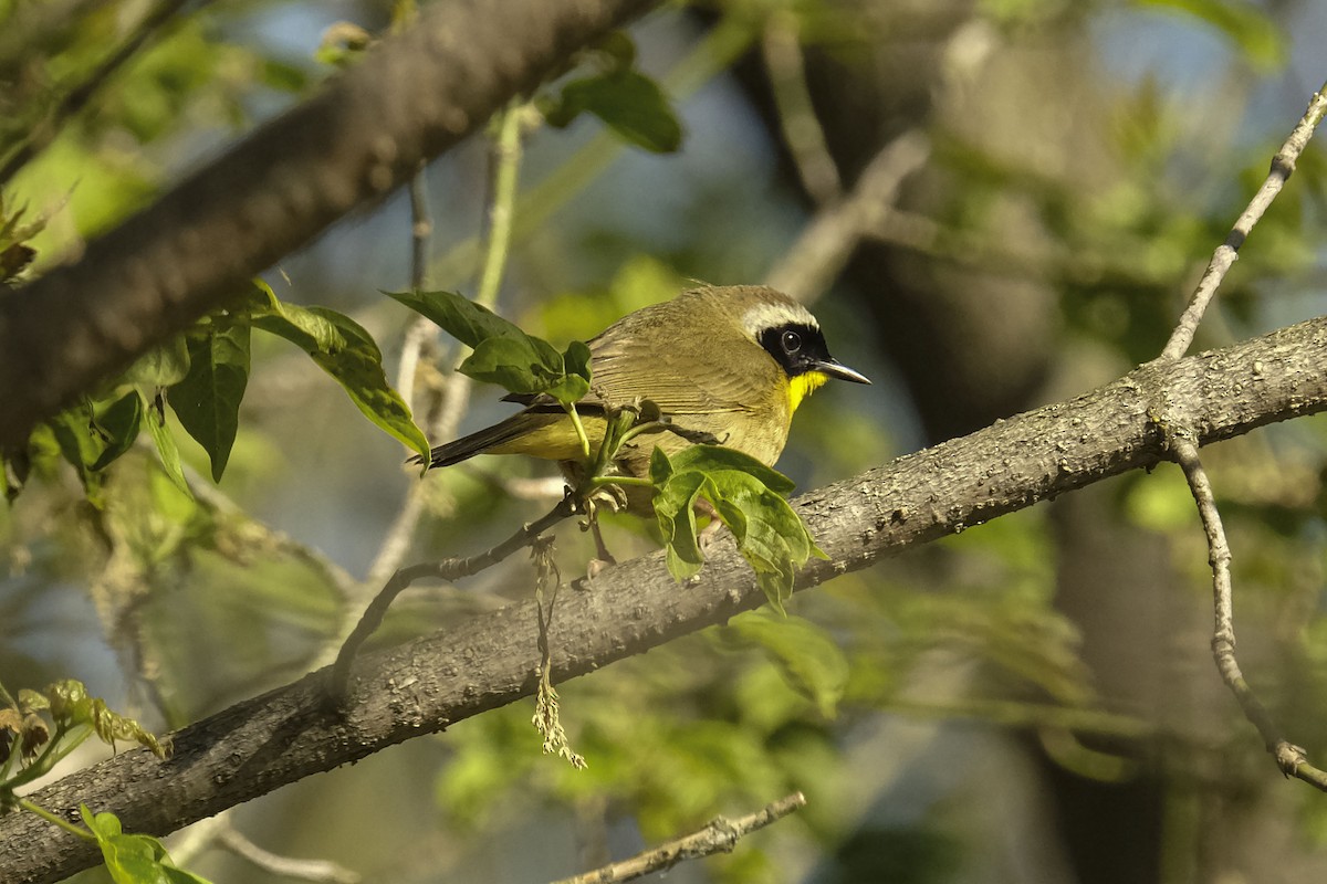 Common Yellowthroat - ML568903991