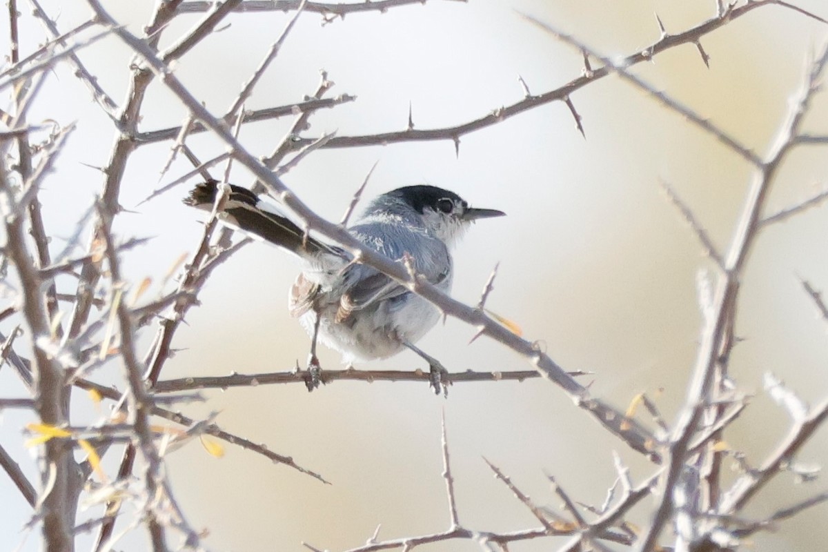 Black-tailed Gnatcatcher - ML568904771