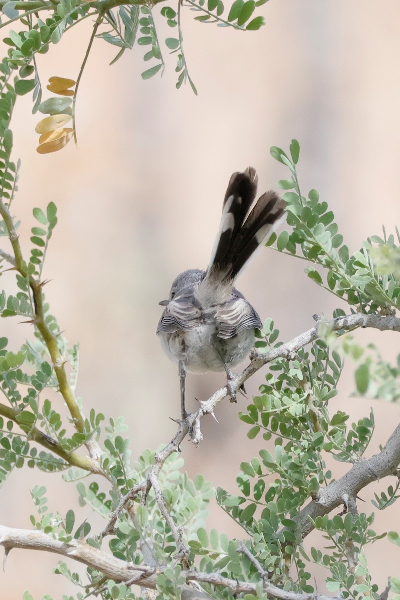 Black-tailed Gnatcatcher - ML568904801