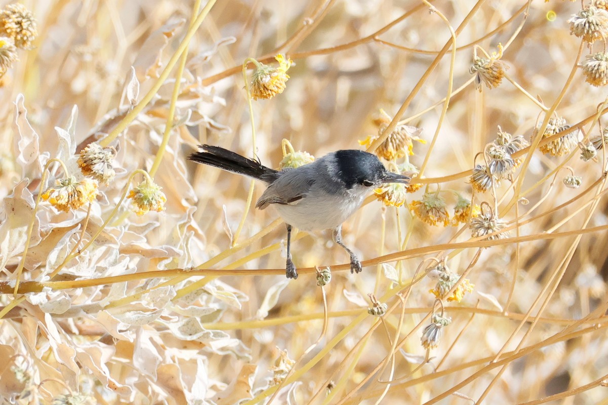 Black-tailed Gnatcatcher - ML568904811