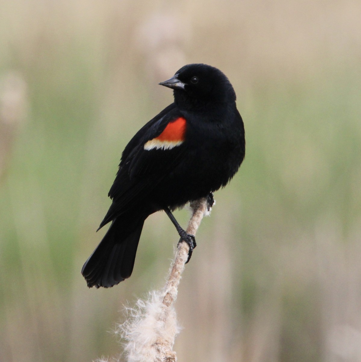 Red-winged Blackbird - ML568905011