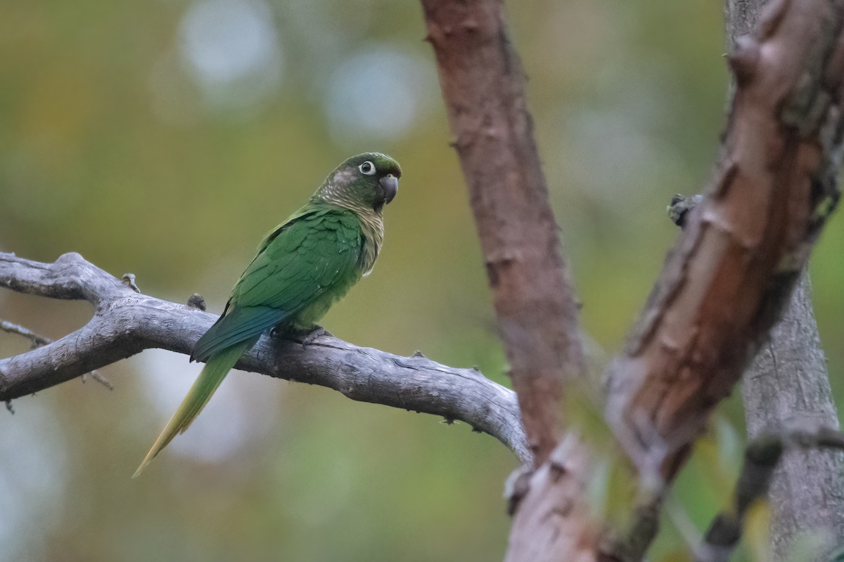 Maroon-bellied Parakeet - ML568905311