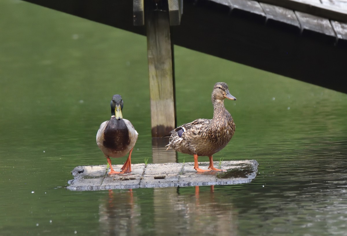 Mallard - ML568905481
