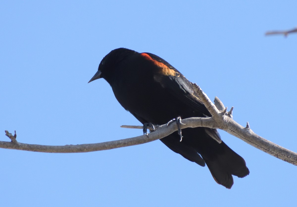 Red-winged Blackbird - ML568906141