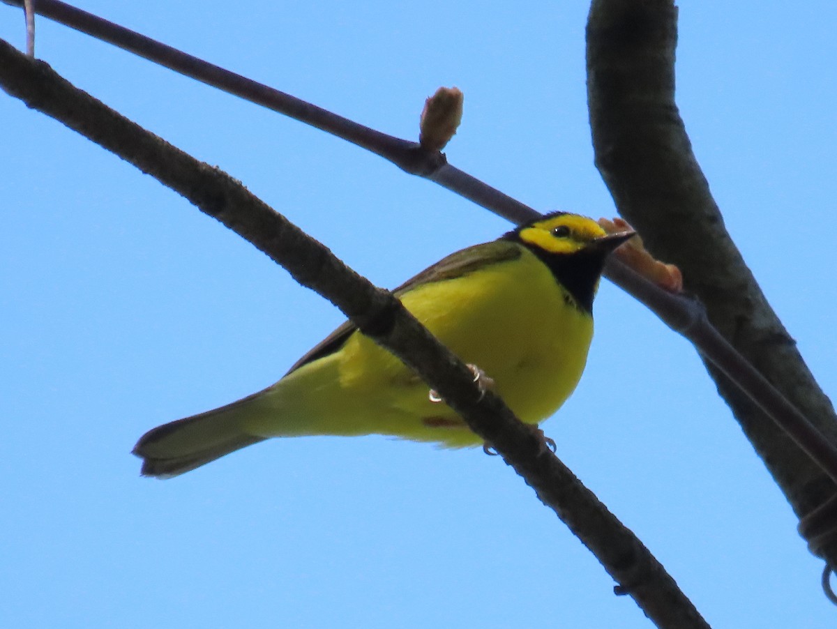 Hooded Warbler - ML568907201