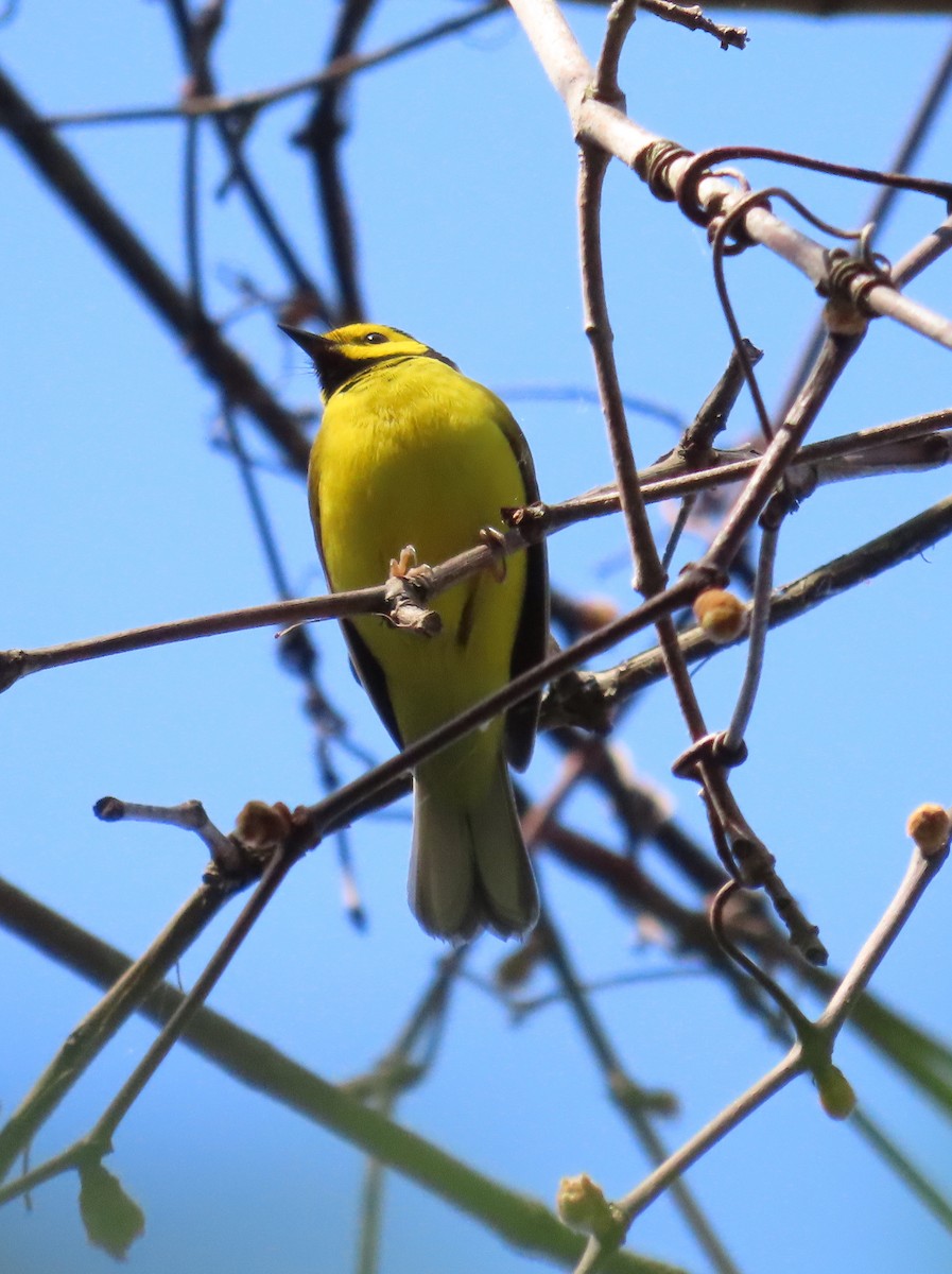 Hooded Warbler - ML568907211