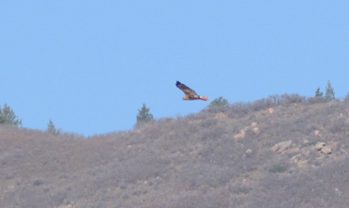 Red-tailed Hawk - ML568907221