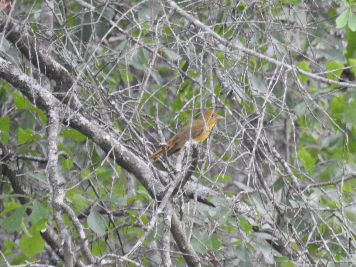 Summer Tanager - ML568907551