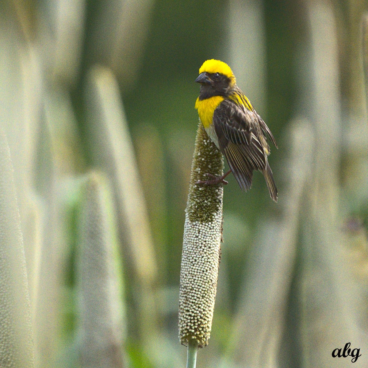 Baya Weaver - ML568908231