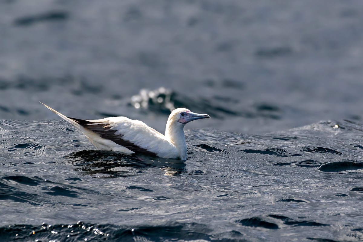 Red-footed Booby - Richard Lakhan