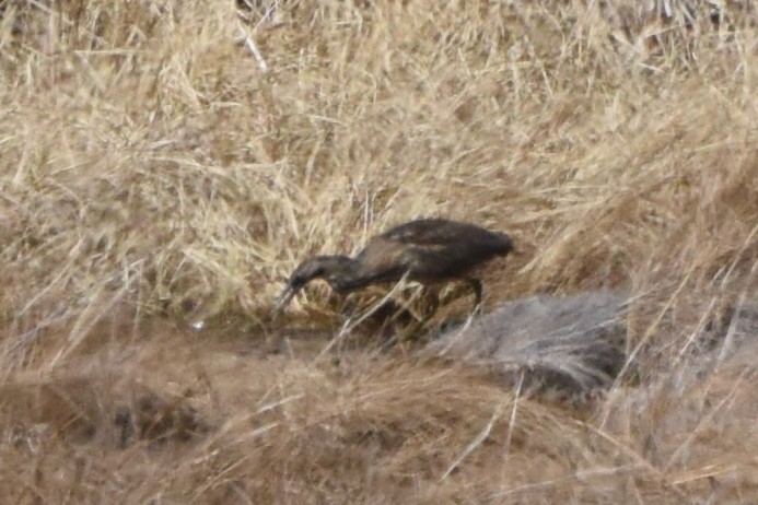 American Bittern - Nick Moore