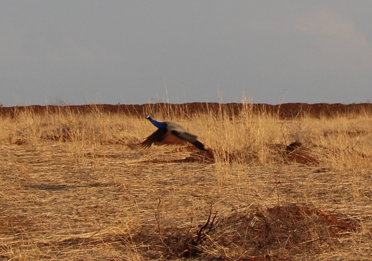Indian Peafowl - ML568910171