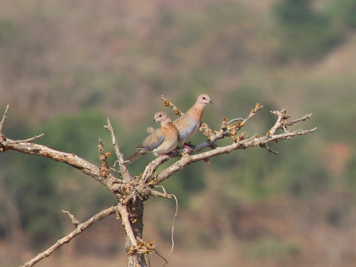 Laughing Dove - ML568910351
